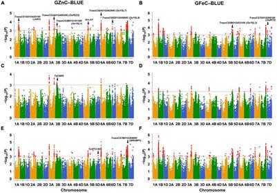 High Resolution Genome Wide Association Studies Reveal Rich Genetic Architectures of Grain Zinc and Iron in Common Wheat (Triticum aestivum L.)